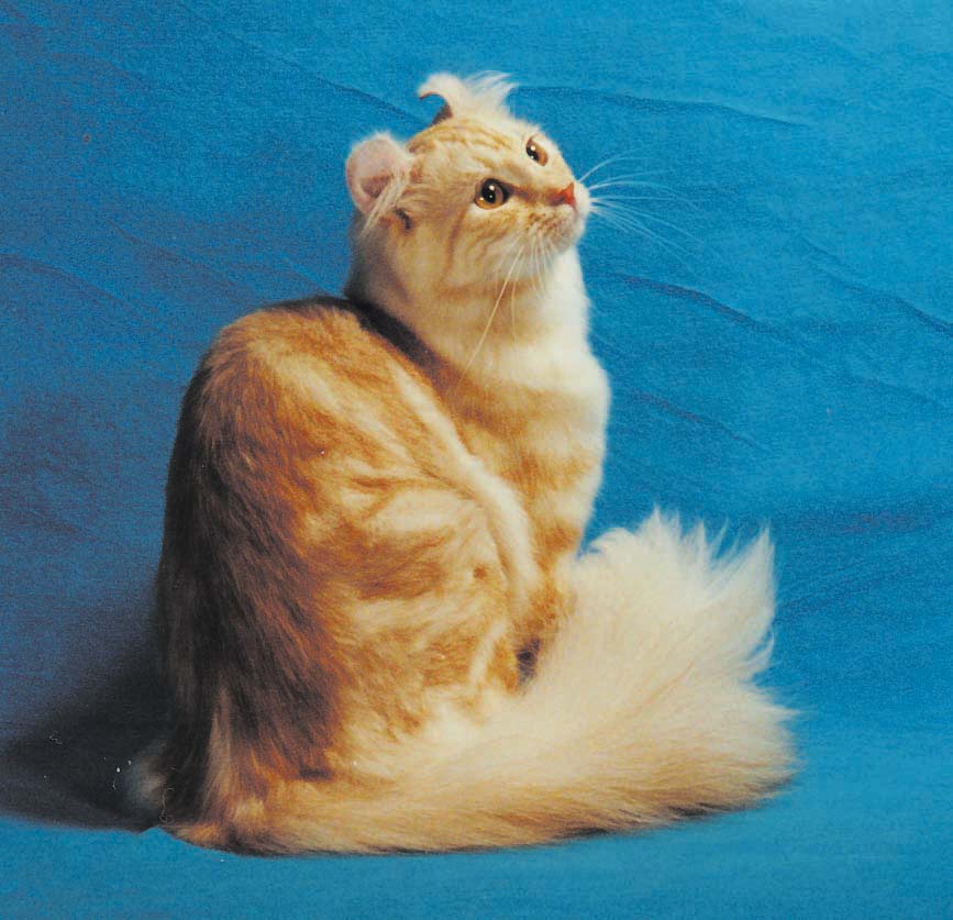 a long haired orange cat on a vivid blue background